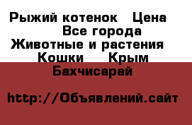 Рыжий котенок › Цена ­ 1 - Все города Животные и растения » Кошки   . Крым,Бахчисарай